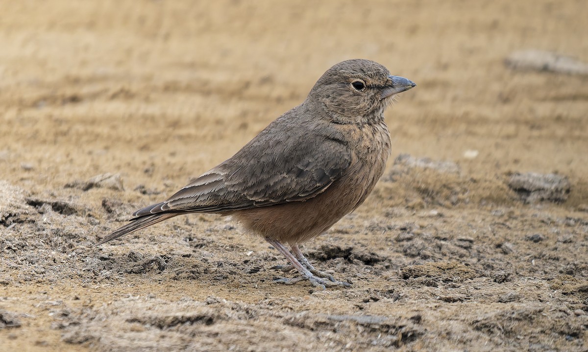 Rufous-tailed Lark - ML648983003