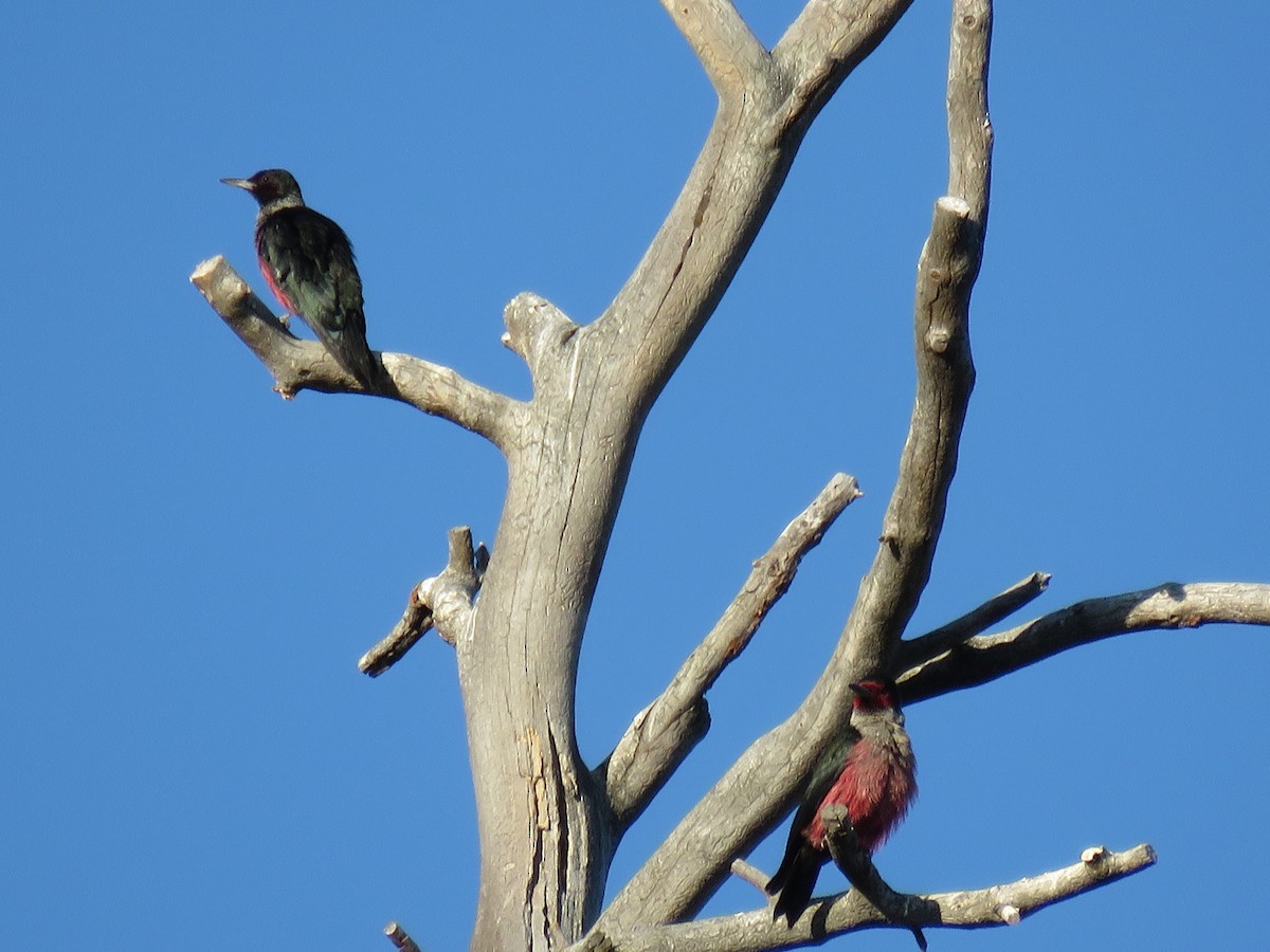 Lewis's Woodpecker - ML64898301