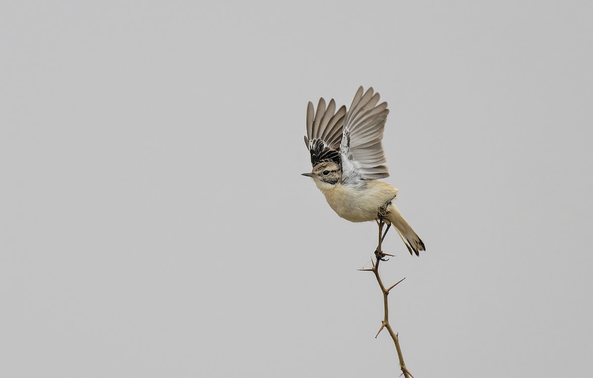 White-browed Bushchat - ML648983080