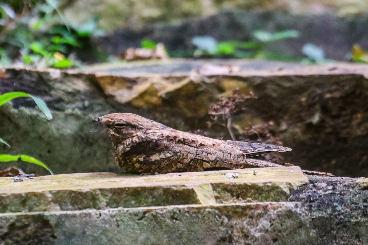 Fiery-necked Nightjar (Black-shouldered) - ML648983354