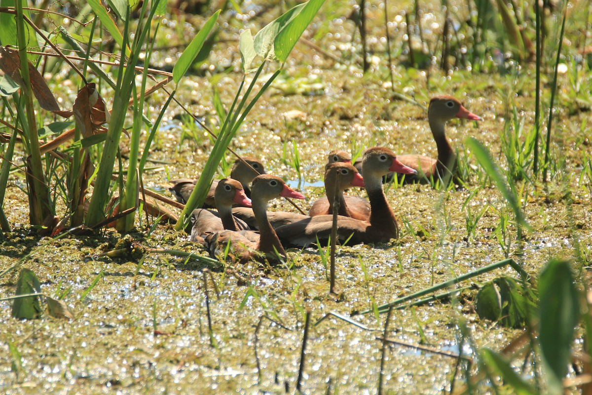 Black-bellied Whistling-Duck - ML648983383