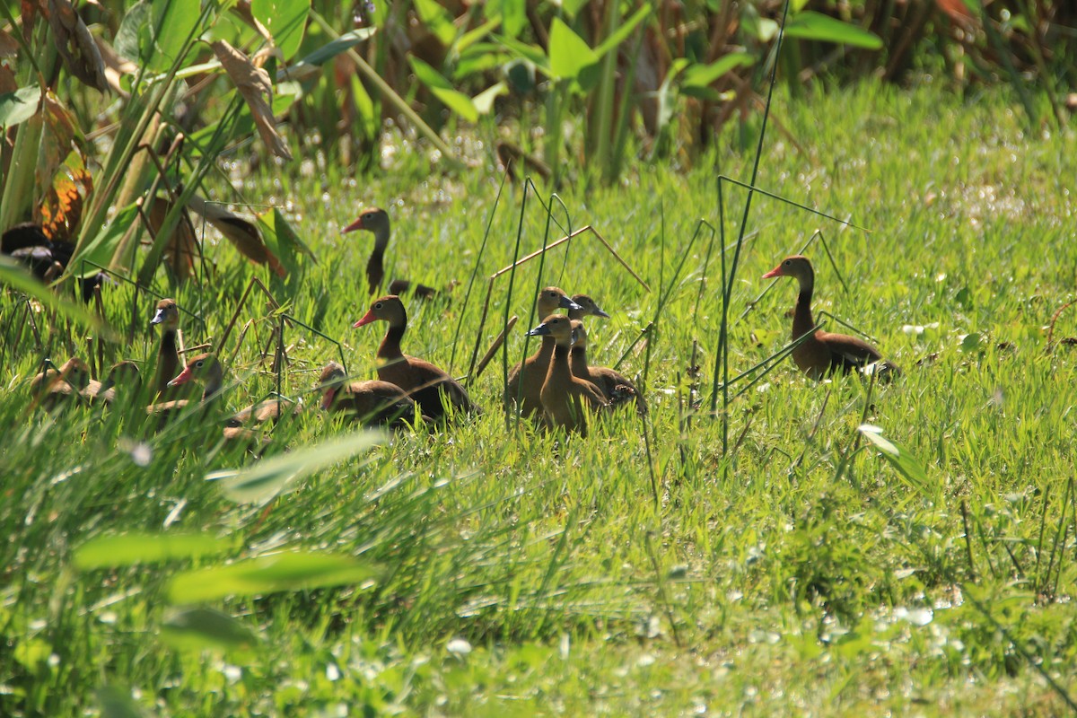 Black-bellied Whistling-Duck - ML648983395