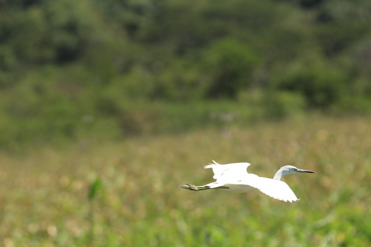 Little Blue Heron - ML648983407