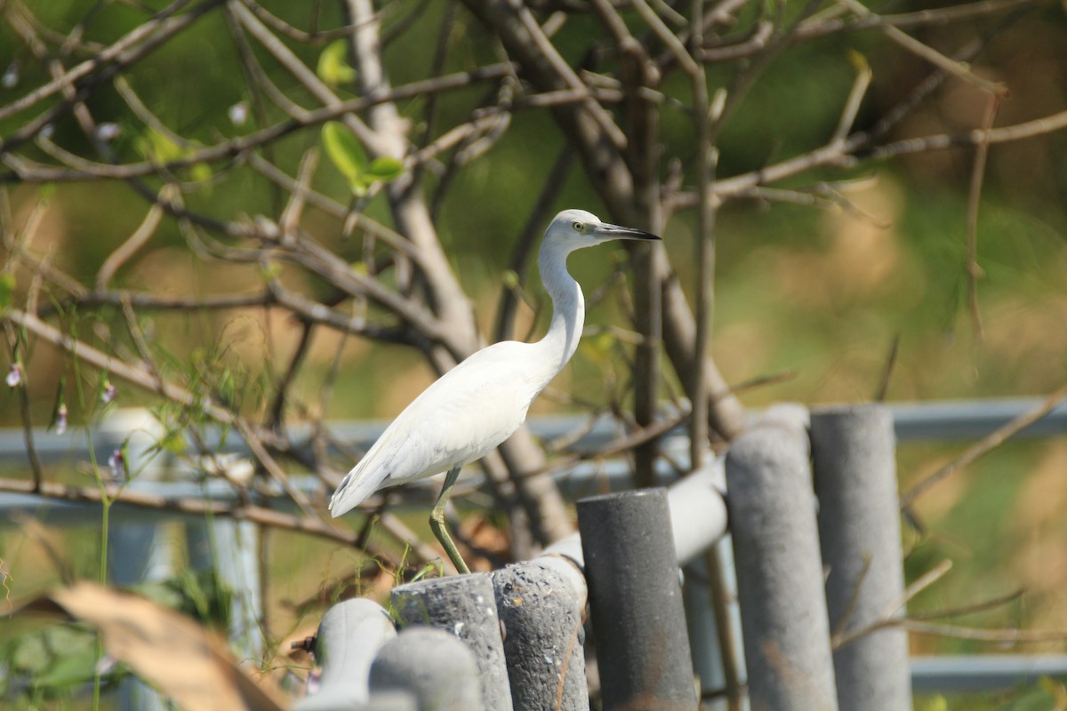 Little Blue Heron - ML648983411
