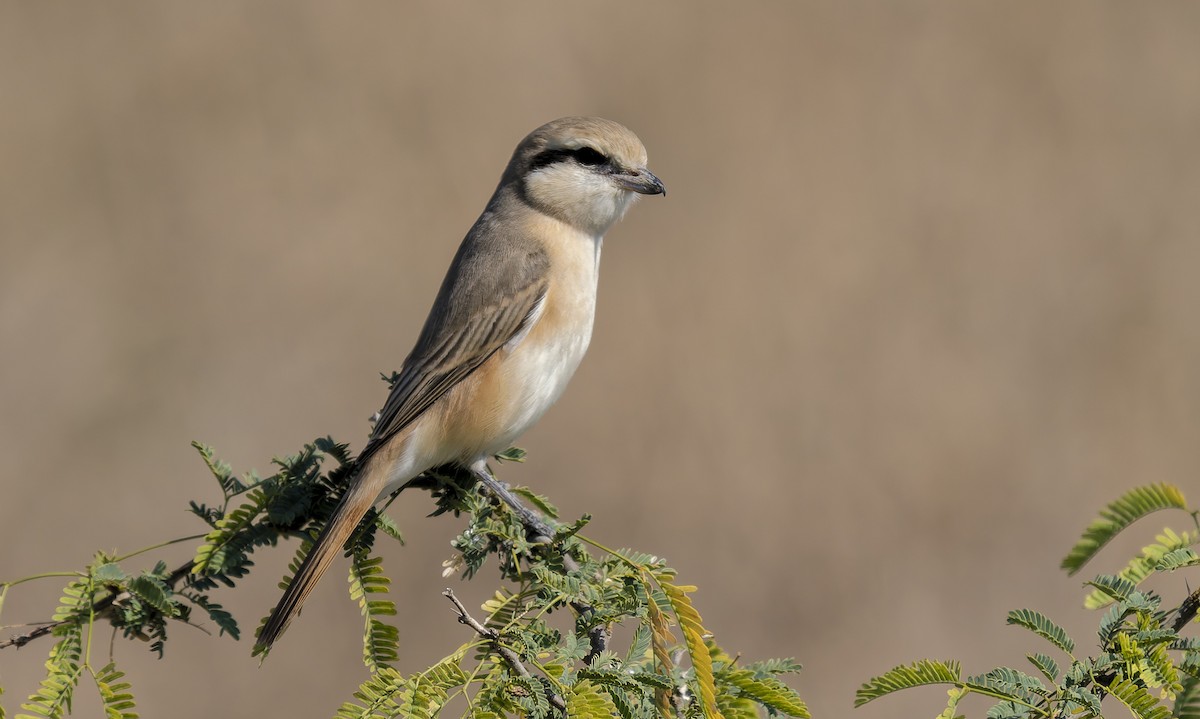 Alcaudón Isabel - ML648983447