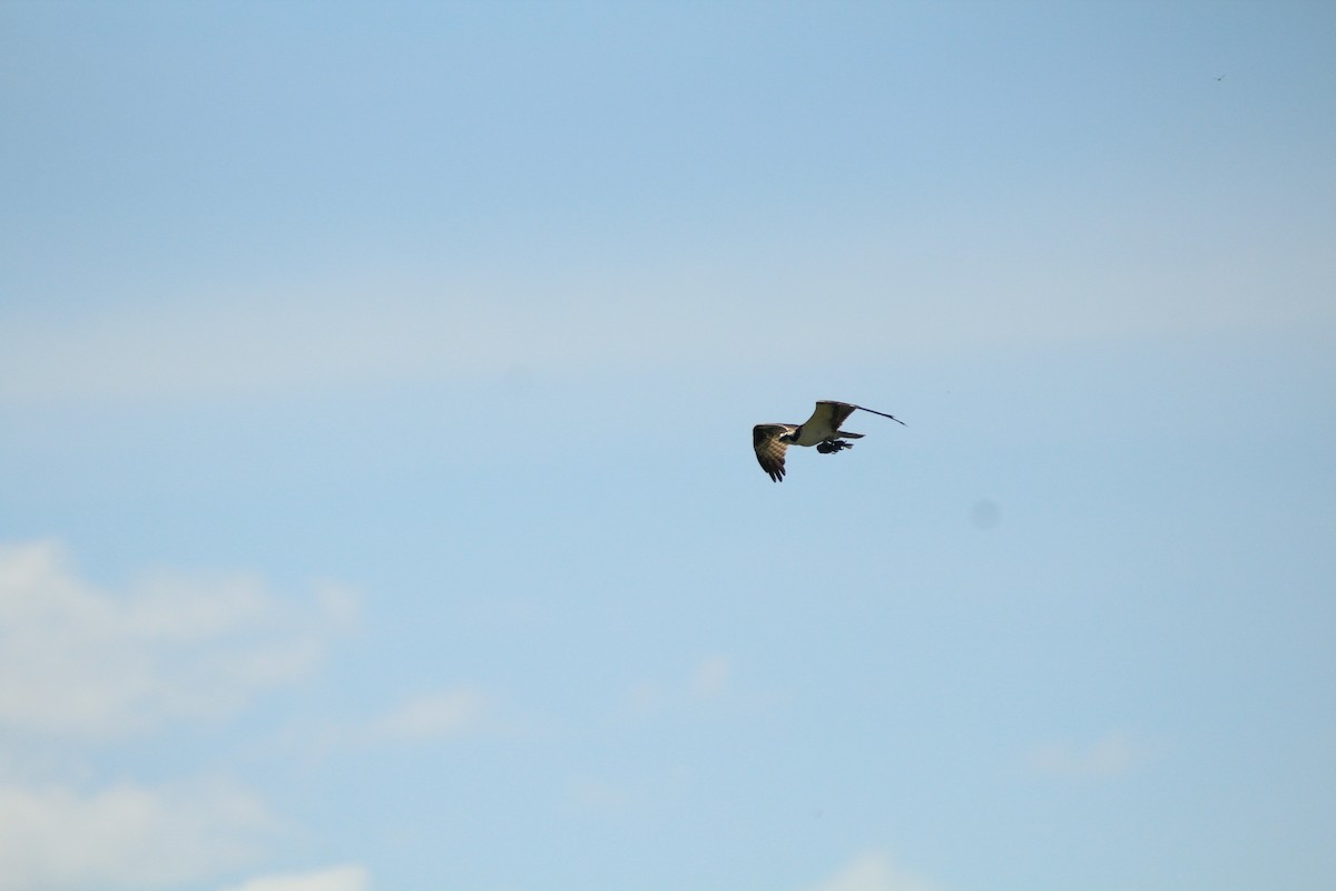 Osprey - ML648983462