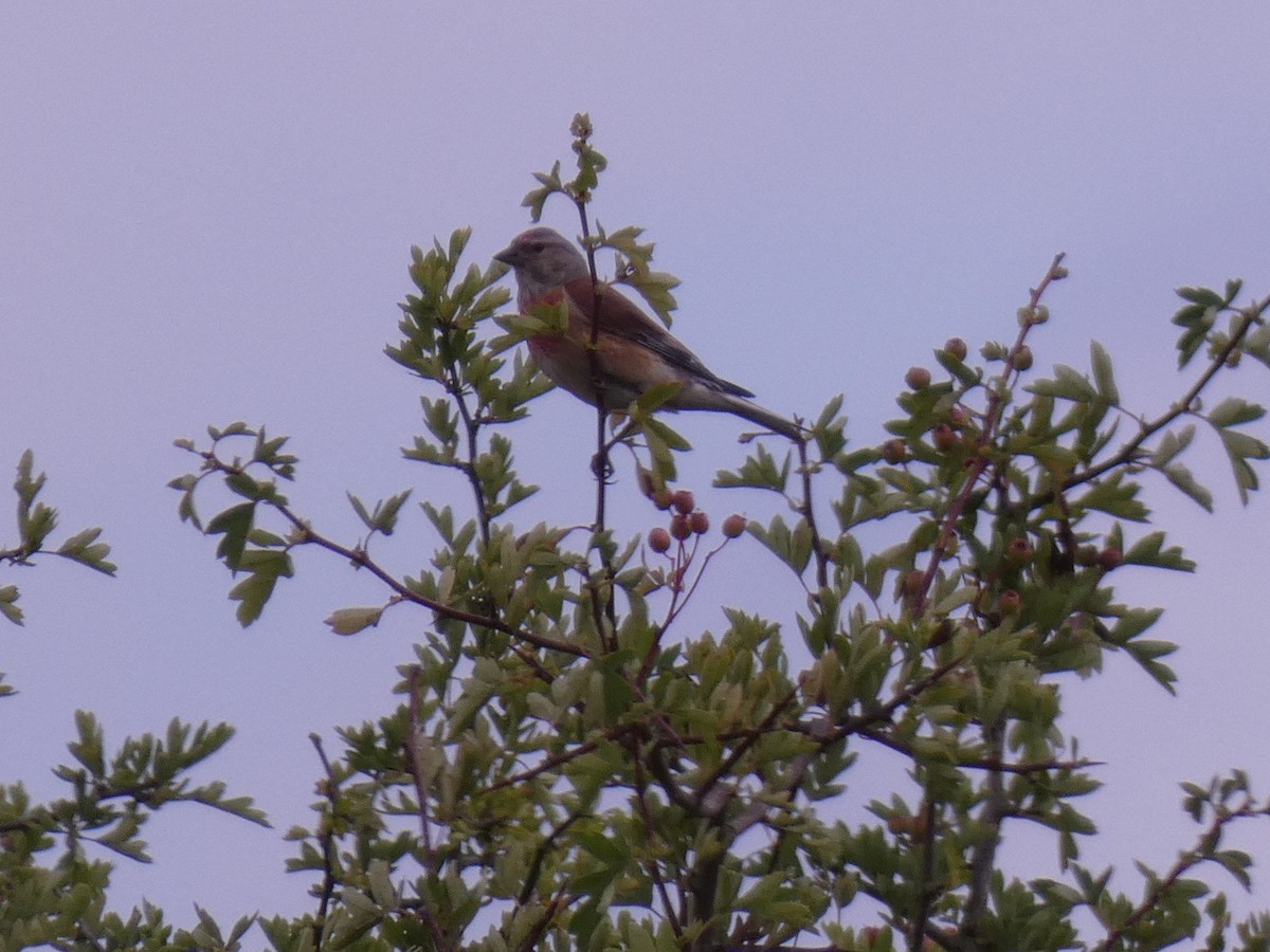 Eurasian Linnet - ML648983465