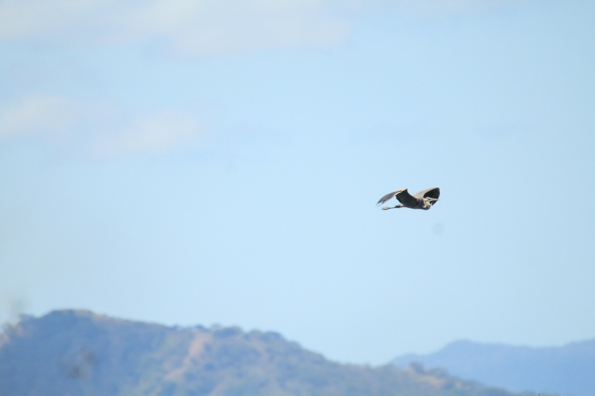 Great Blue Heron - ML648983471