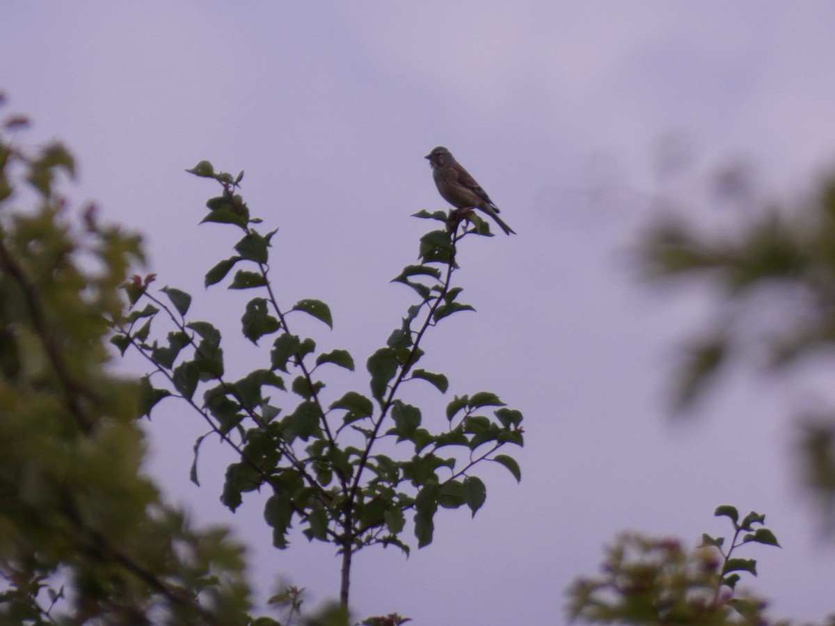 Eurasian Linnet - ML648983475