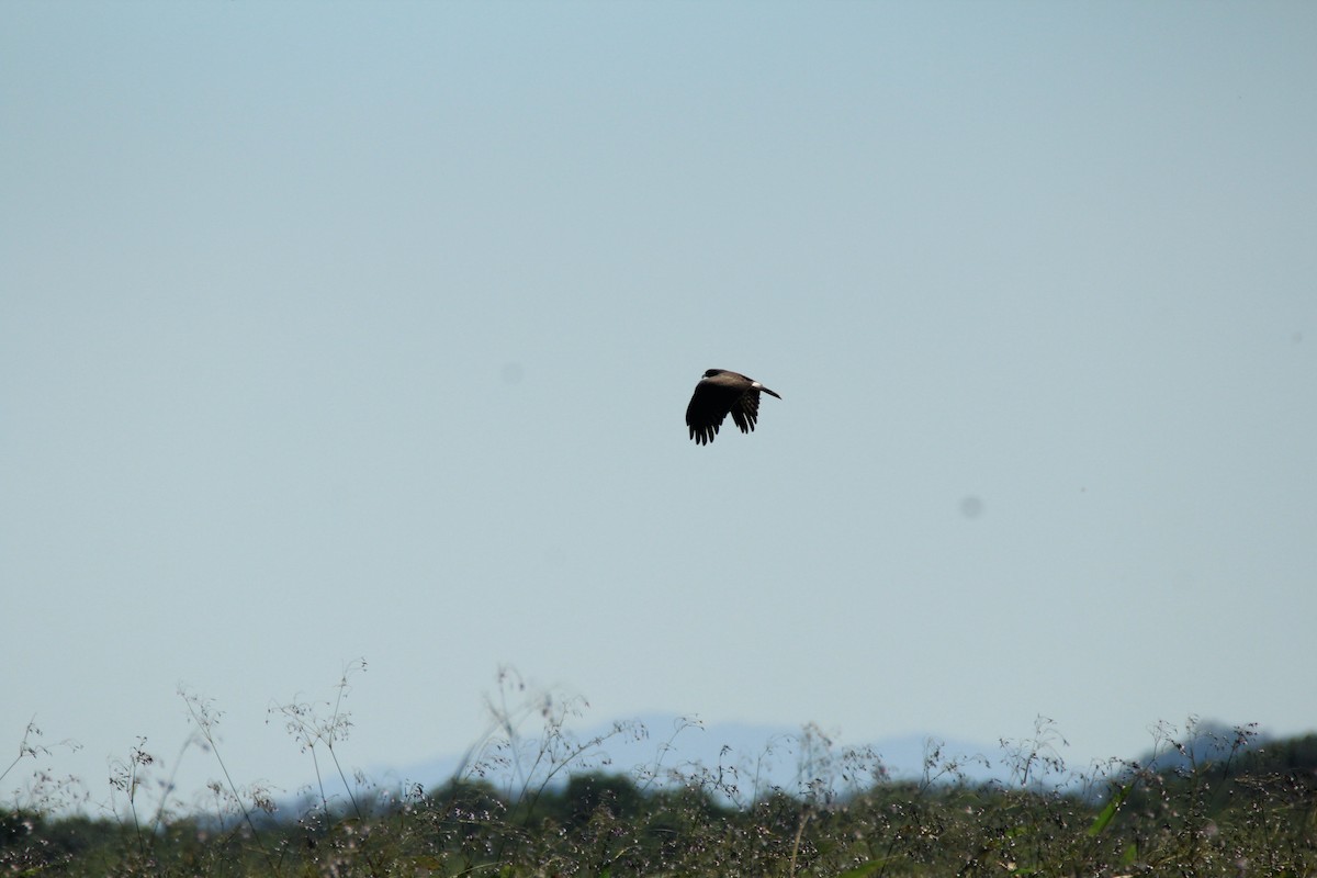 Snail Kite - ML648983484