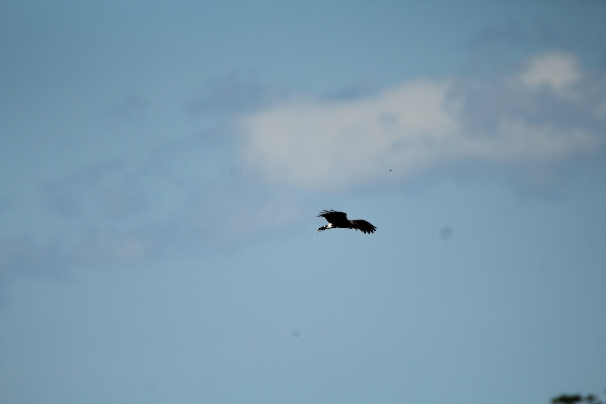 Snail Kite - ML648983501