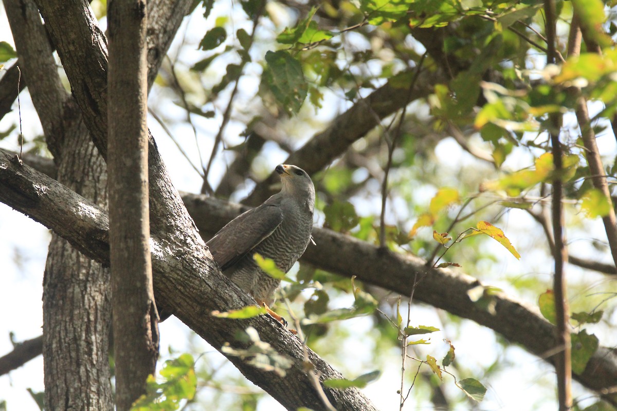 Gray Hawk - ML648983507