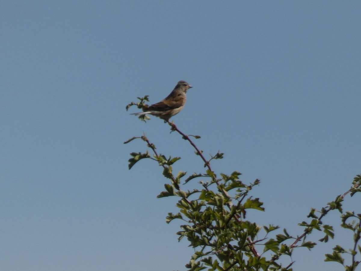 Eurasian Linnet - ML648983513