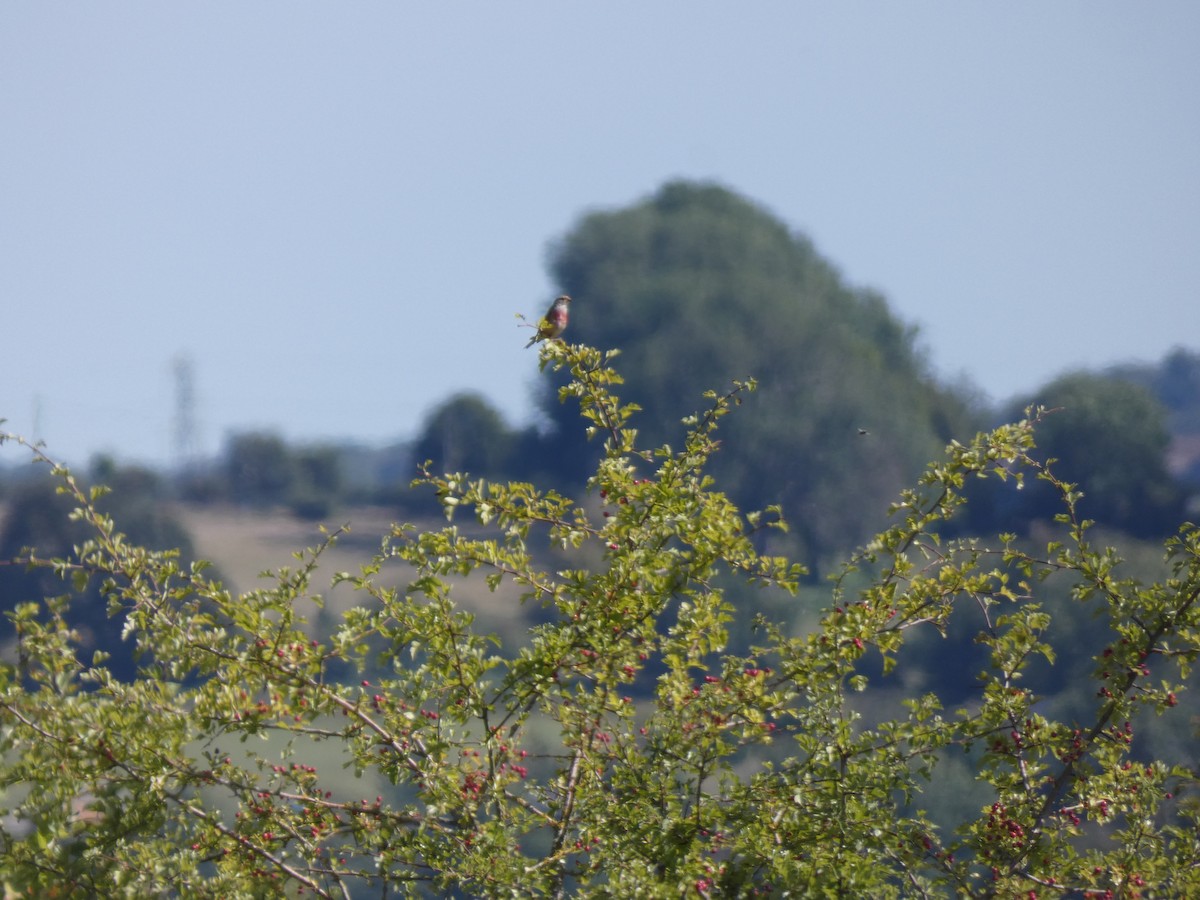 Eurasian Linnet - ML648983514