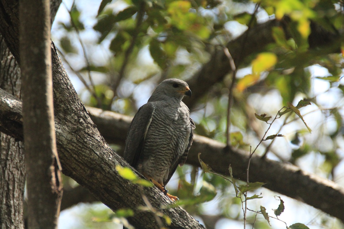 Gray Hawk - ML648983524