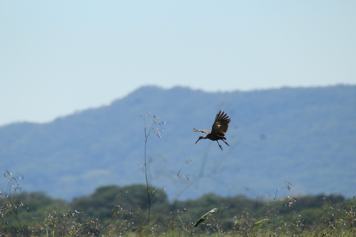 Limpkin - ML648983539