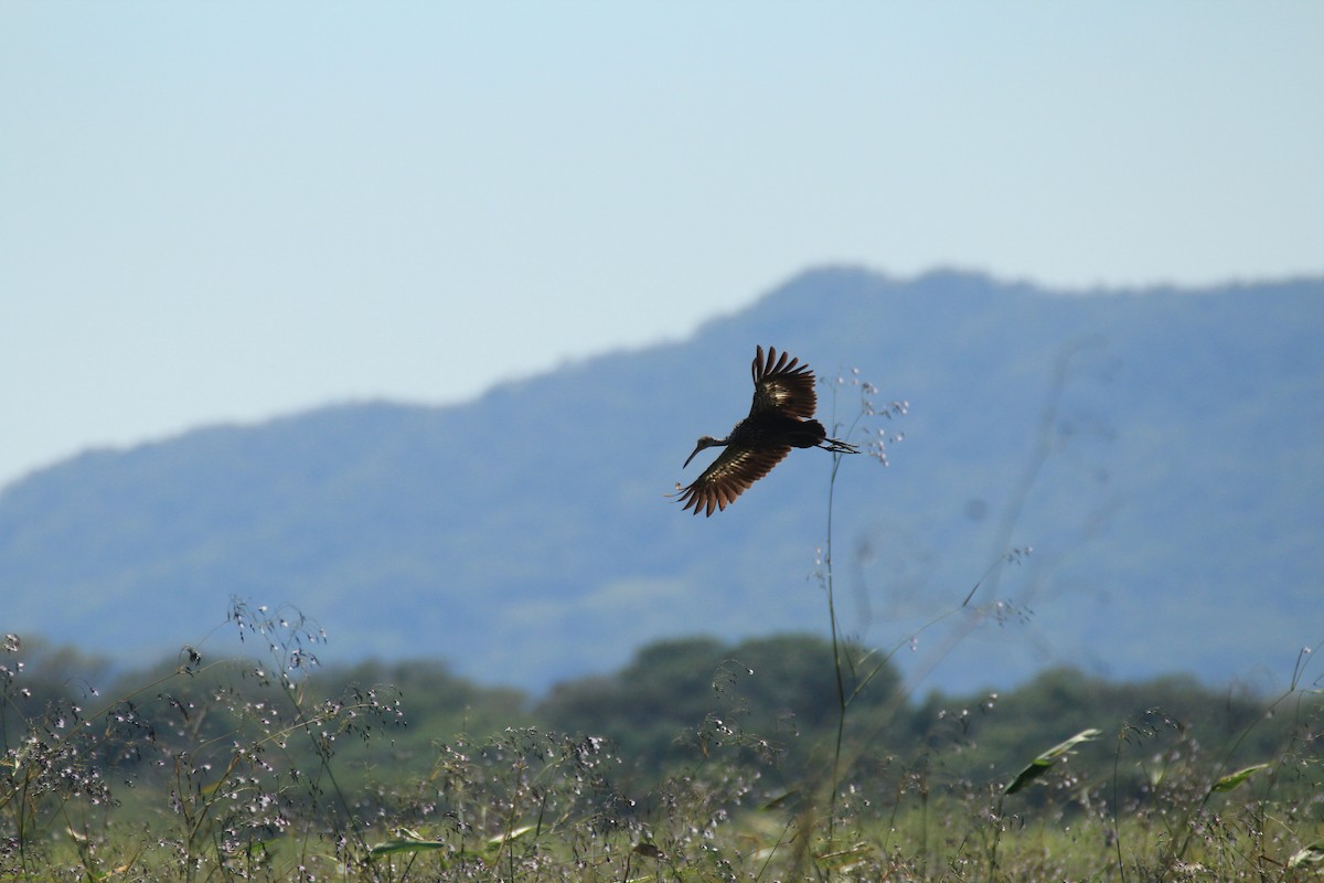 Limpkin - ML648983540