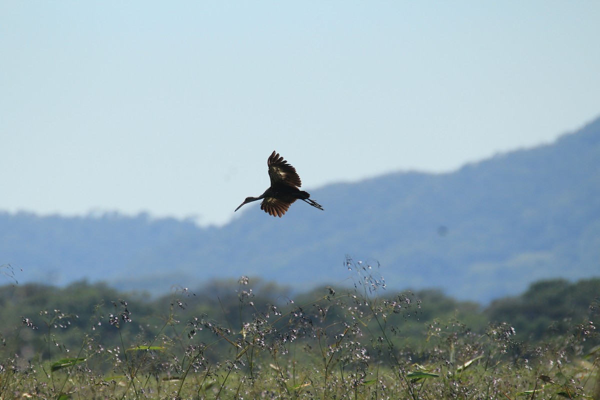 Limpkin - ML648983541