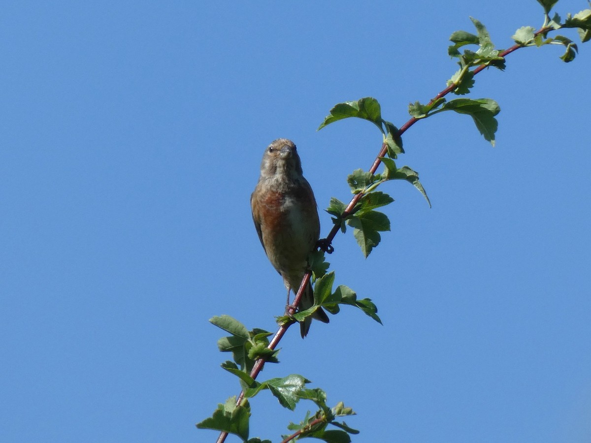 Eurasian Linnet - ML648983597