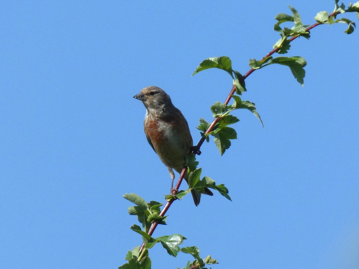 Eurasian Linnet - ML648983598