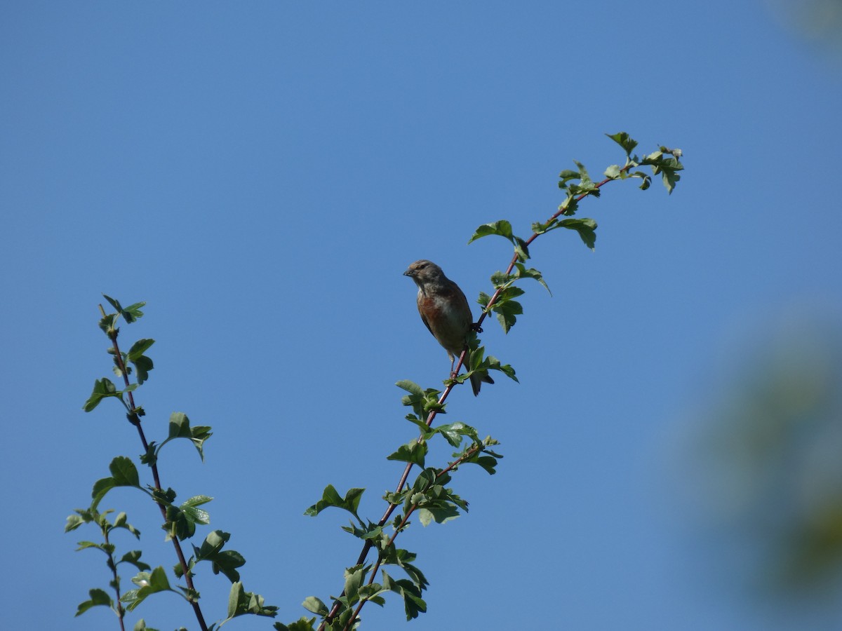 Eurasian Linnet - ML648983610