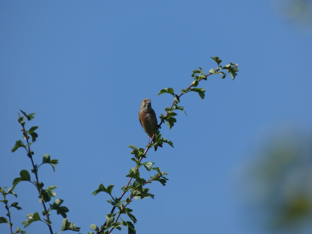 Eurasian Linnet - ML648983611