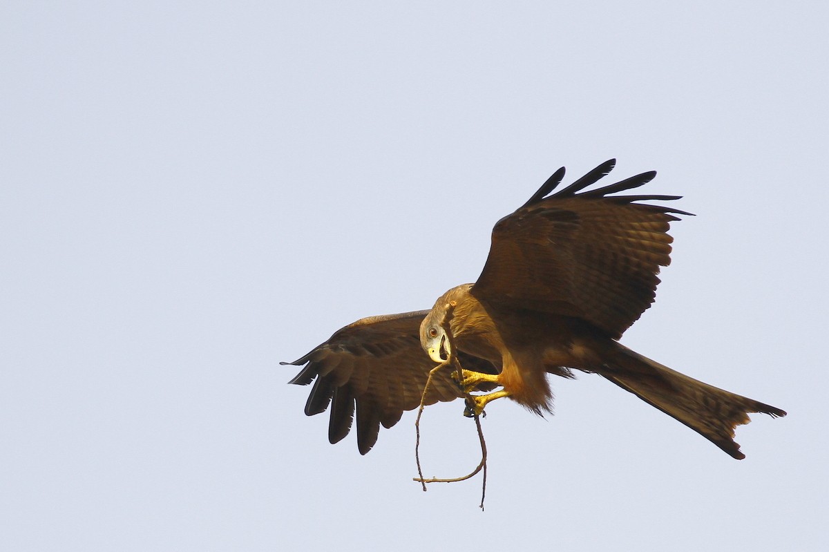 Чёрный коршун (aegyptius/parasitus) - ML648983615