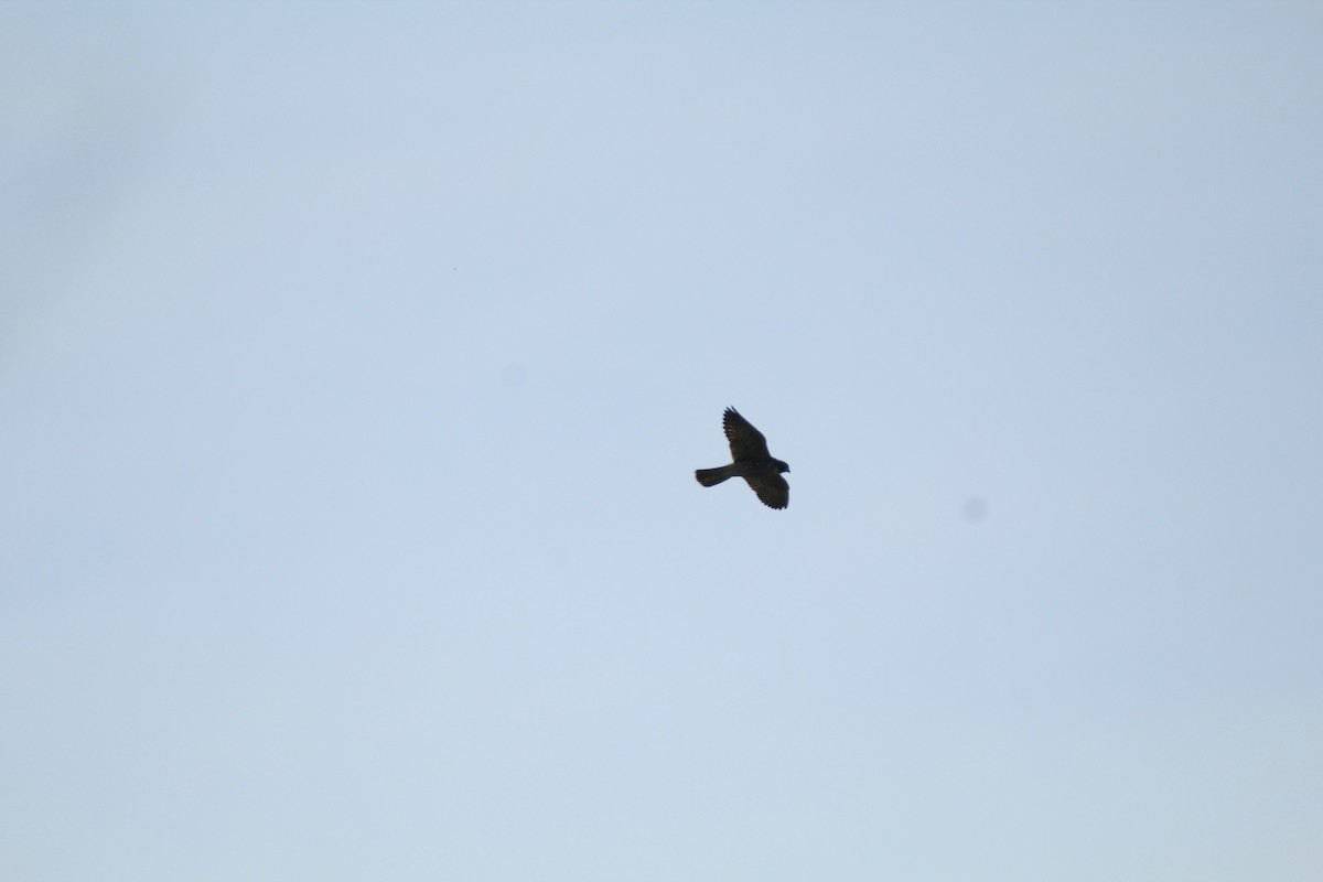 Peregrine Falcon - ML648983619