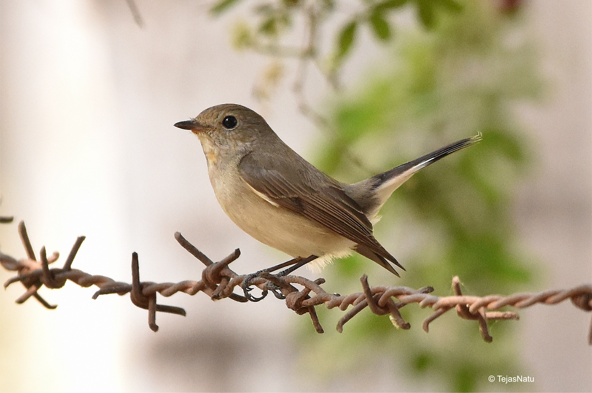 Taiga Flycatcher - ML648983667