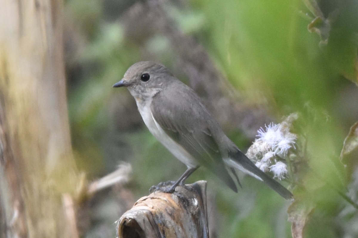 Taiga Flycatcher - ML648983673