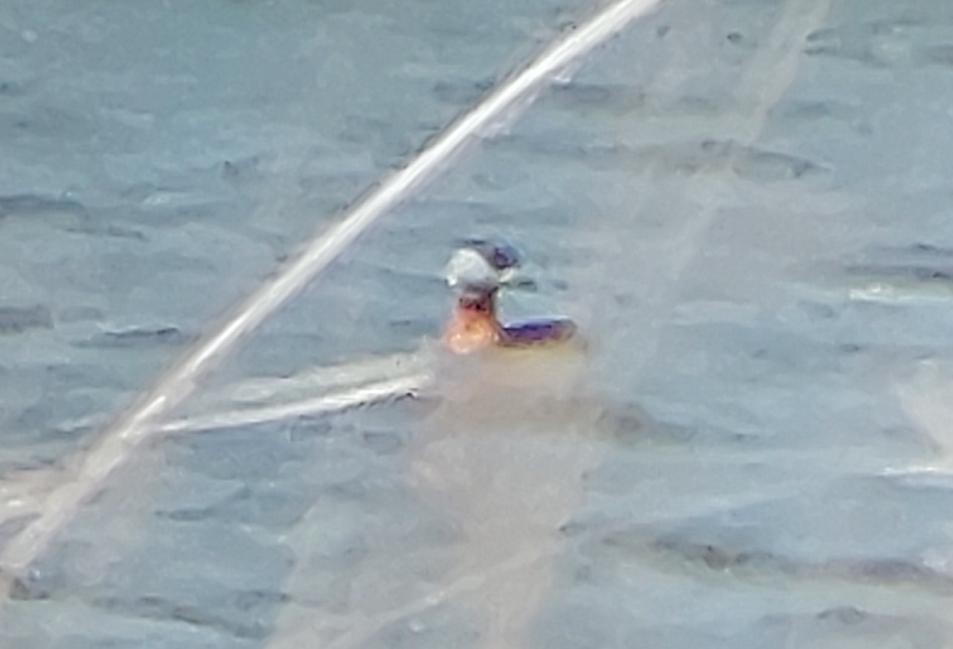 Red-necked Grebe - ML648983696