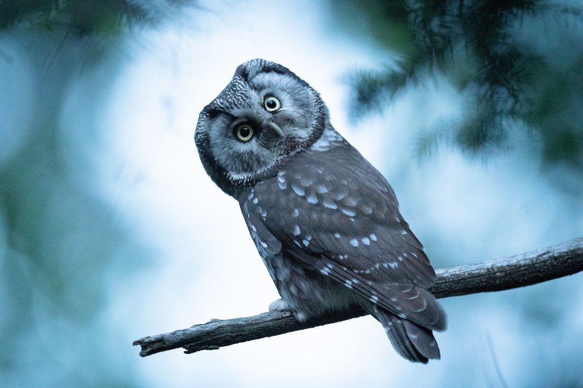 Hontz boreala [funereus Taldekoa] - ML648983833