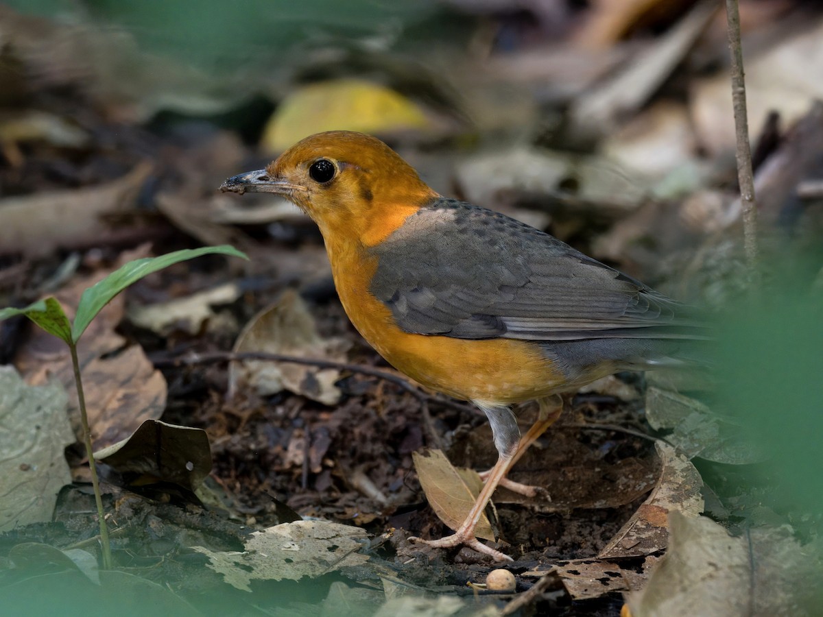 Orange-headed Thrush - ML648983934