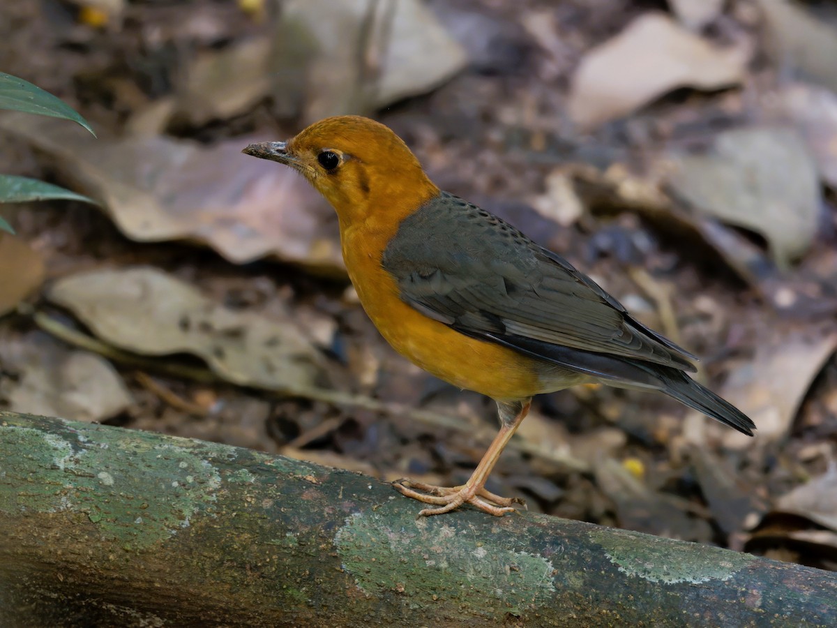 Orange-headed Thrush - ML648983939
