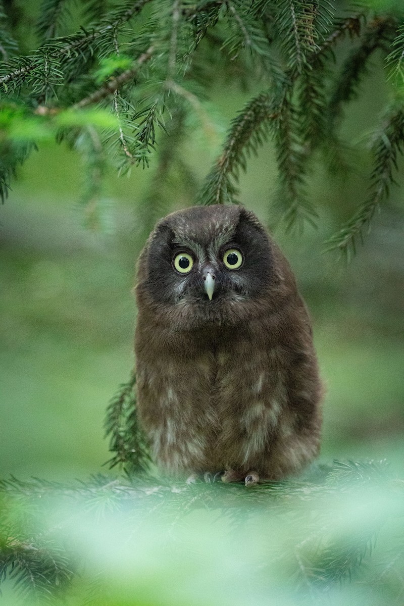 Boreal Owl (Tengmalm's) - ML648983942