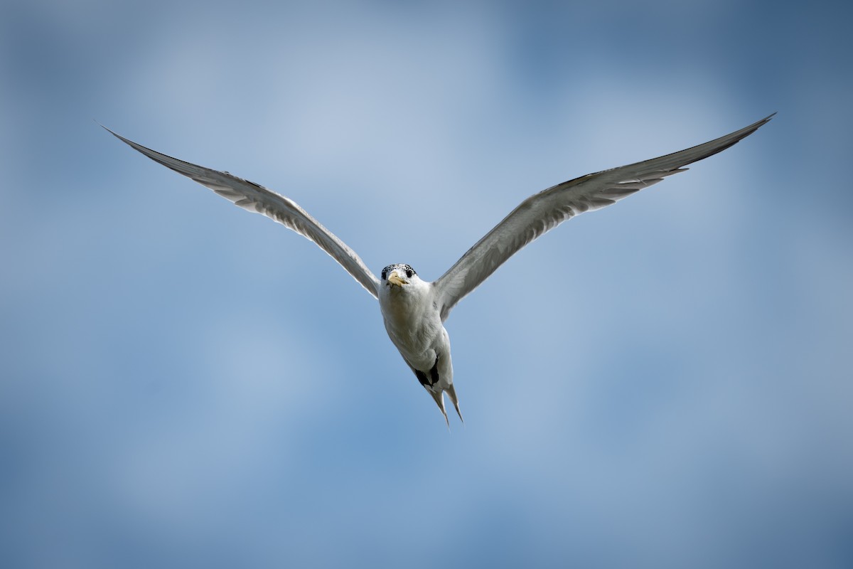 Great Crested Tern - ML648983947