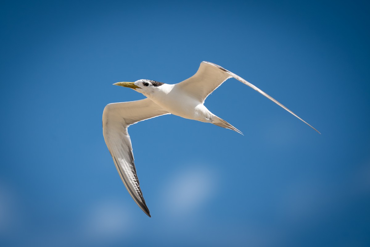 Great Crested Tern - ML648983948
