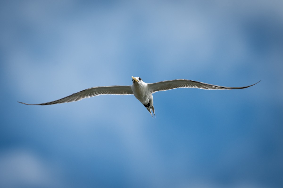 Great Crested Tern - ML648983949
