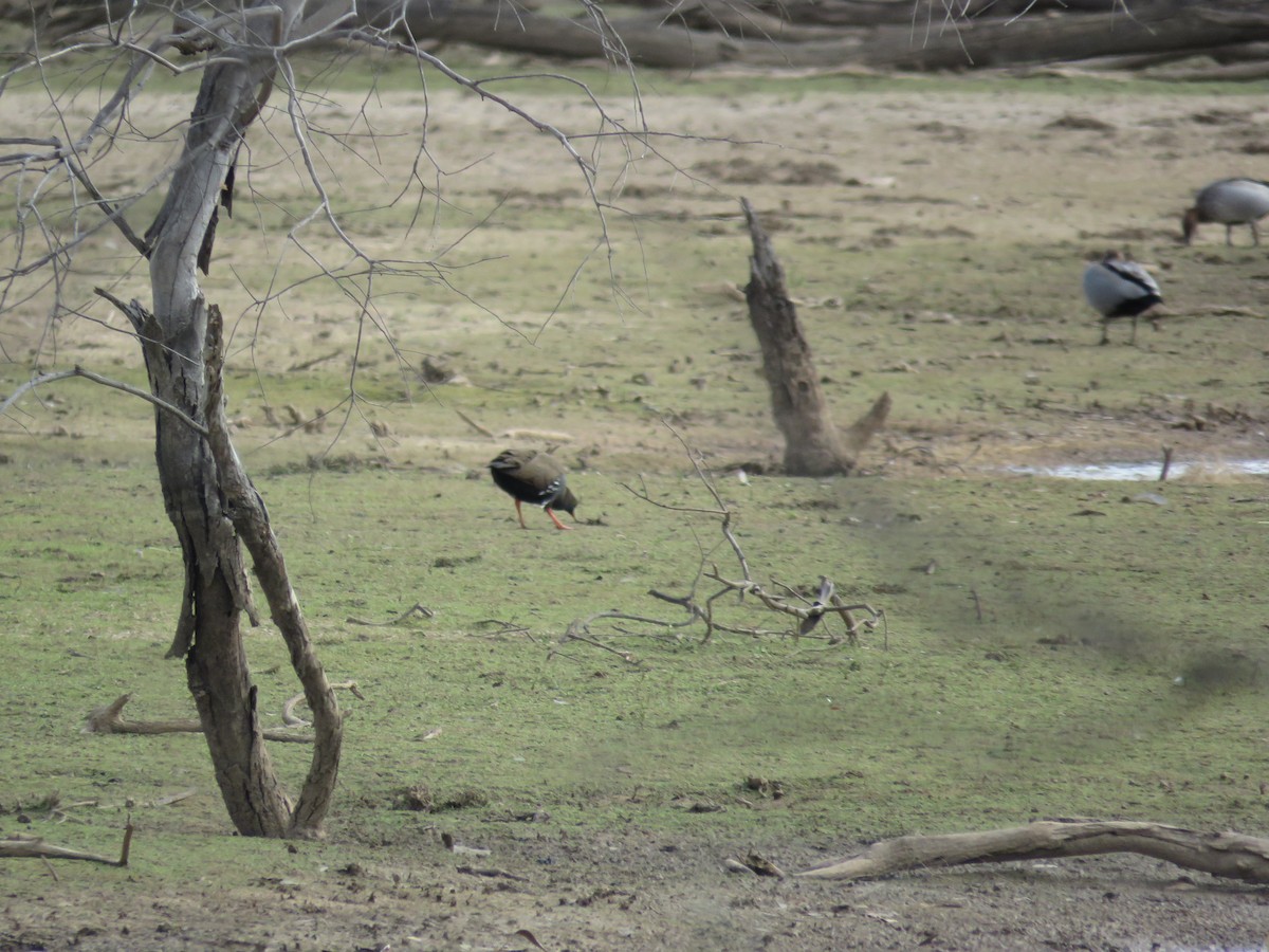 Black-tailed Nativehen - ML648983953