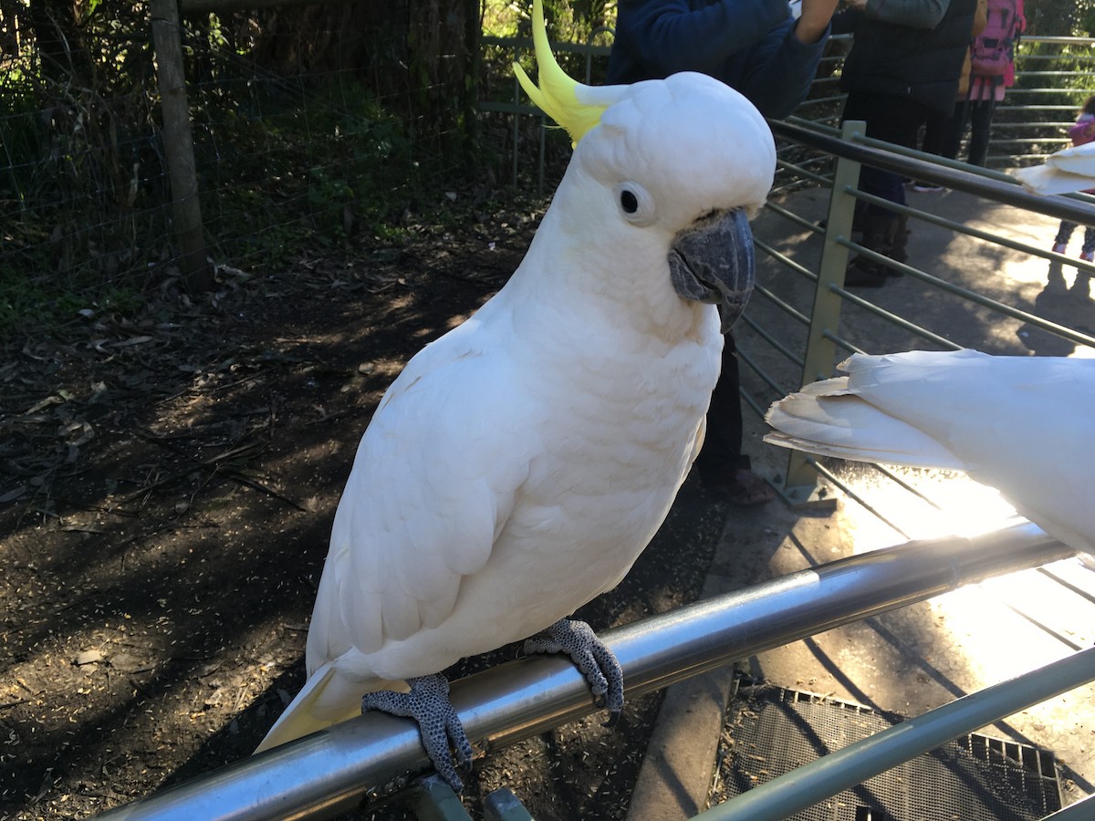 Sulphur-crested Cockatoo - ML648983956