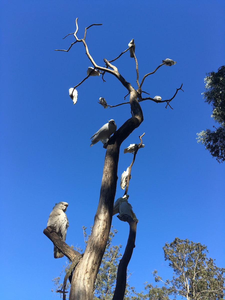 Sulphur-crested Cockatoo - ML648983957