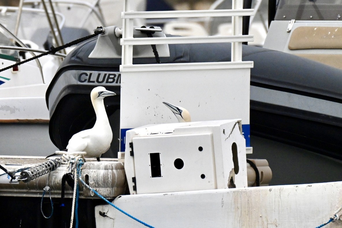 Northern Gannet - ML648983958