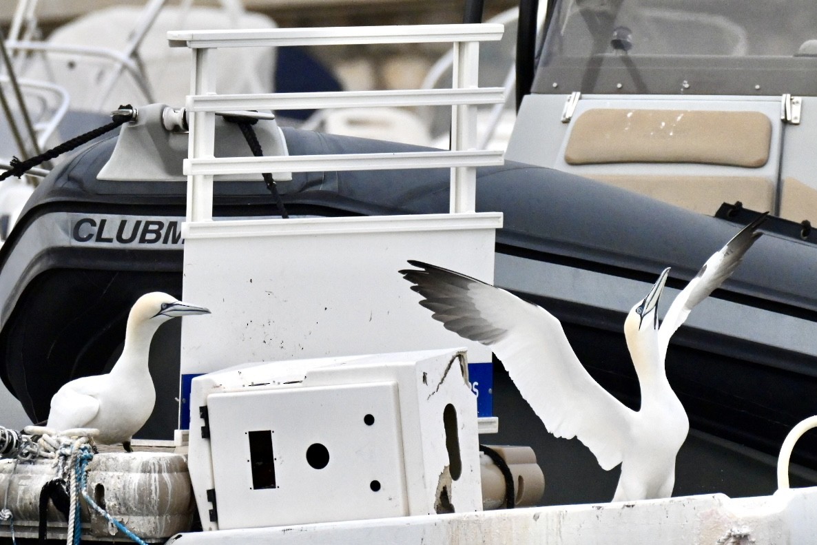 Northern Gannet - ML648983959