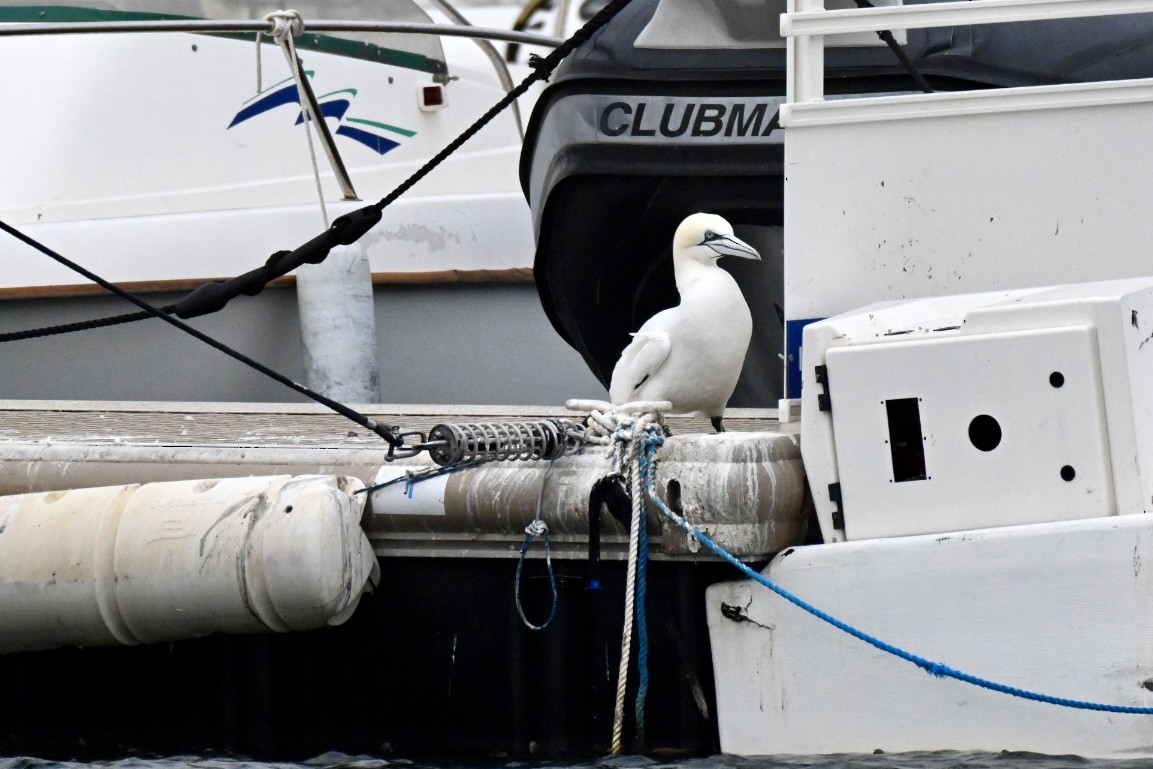 Northern Gannet - ML648983960