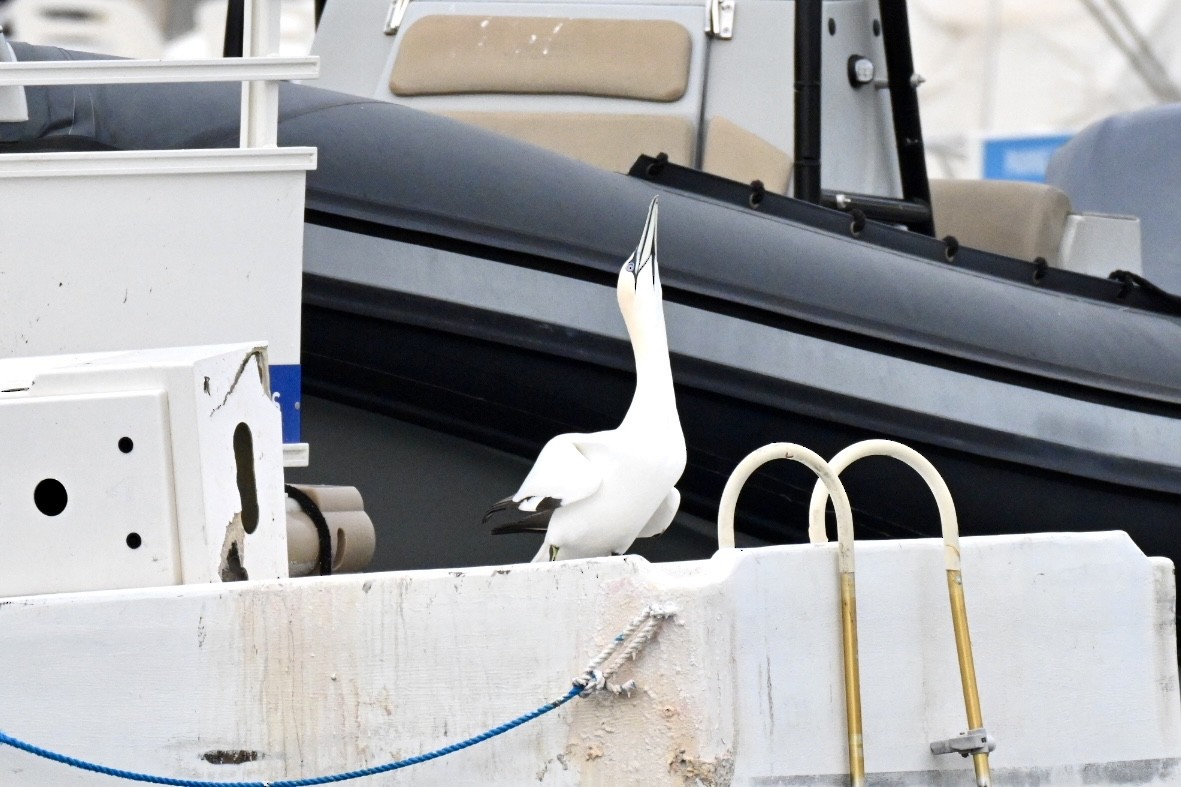 Northern Gannet - ML648983961
