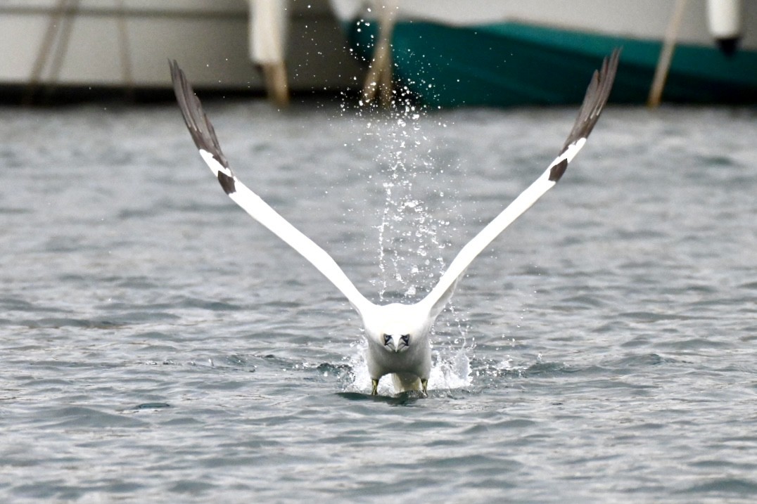 Northern Gannet - ML648983962