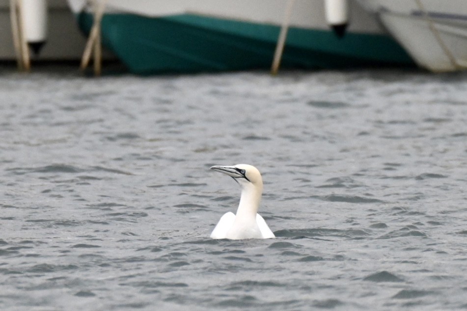 Northern Gannet - ML648983963