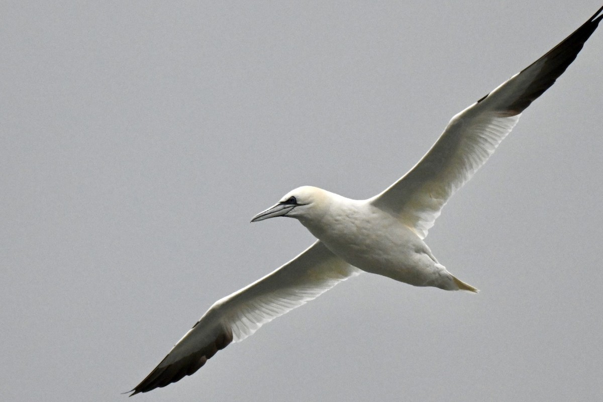 Northern Gannet - ML648983964