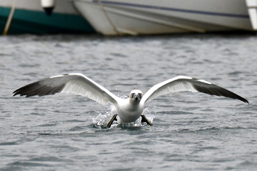 Northern Gannet - ML648983965