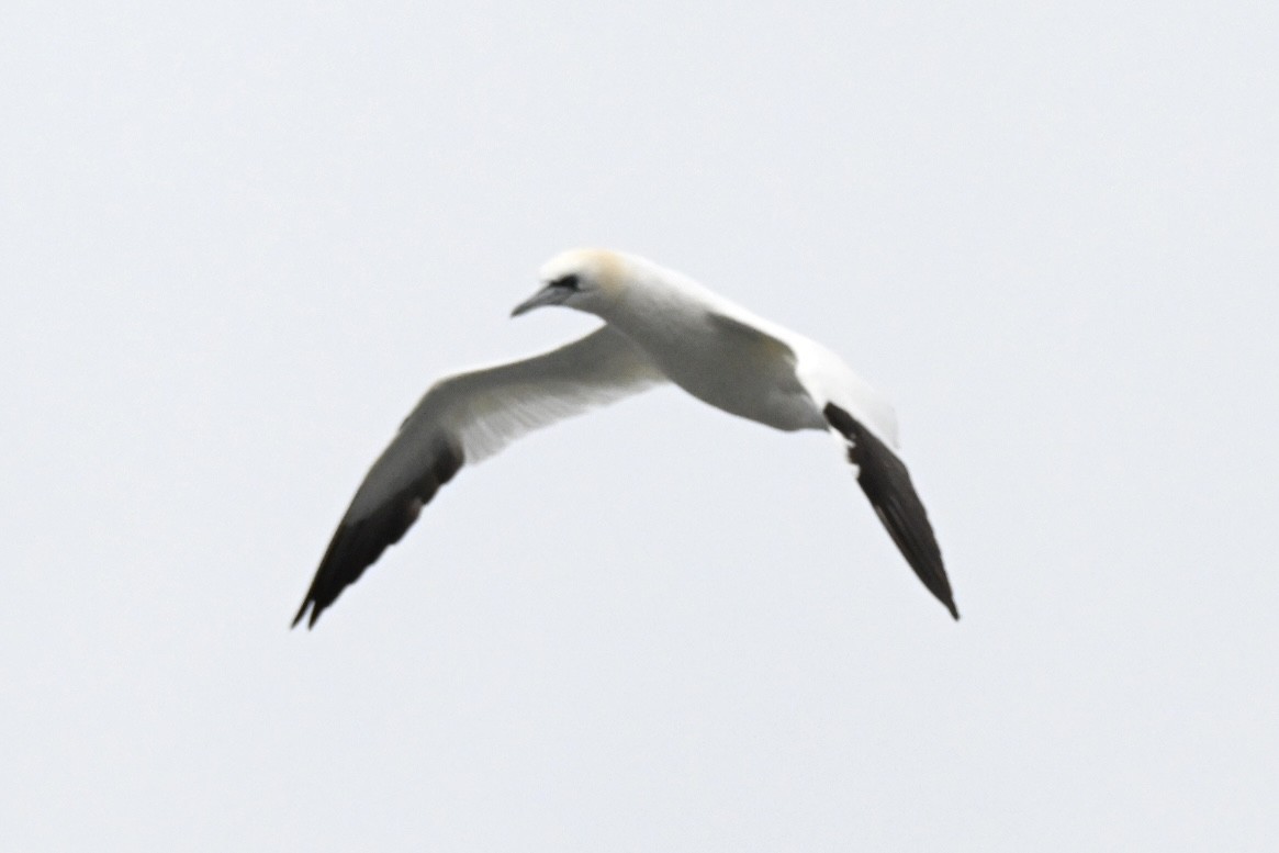 Northern Gannet - ML648983966